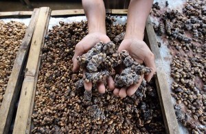 En Pahallı Kahvelerden Biri Kopi Luwak