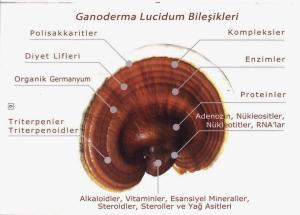 Reıshi Mantarı : Kanser Hastalığı Ve Ebola Virüsünün En Büyük Düşmanı