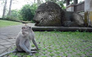 Bali Adası Ve Kutsal Maymun Ormanı