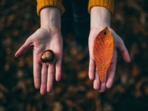 At Kestanesi Yağı Nedir? Neler İçin Kullanılır?