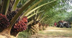 Palm Yağı Hakkında Bilinmesi Gerekenler
