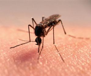 Sivrisinek Ve Örümcek Sokmalarında Ne Yapılmalıdır?