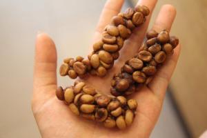 Dünyanın En Pahalı Kahvesi: Kopi Luwak