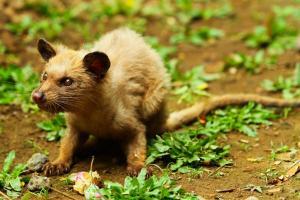 Dünyanın En Pahalı Kahvesi: Kopi Luwak