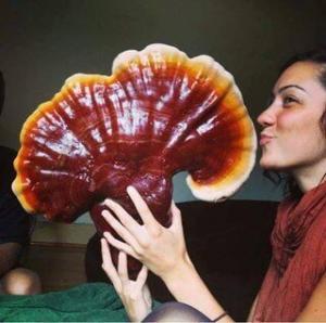 Ölümsüzlük İksiri-Reishi Mantarı Nedir?