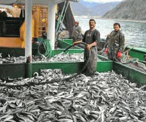 İklimsel Değişimlerin Balıkçılığa Etkileri