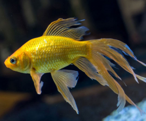 Goldfish; Altın balık ve Türleri