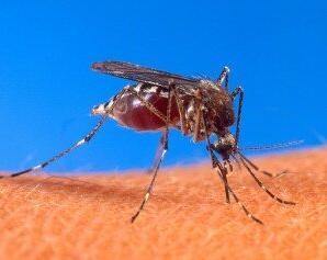 Sivri Sineklerle İlgili Şaşırtıcı 10 Gerçek