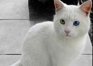 Türkiye'deki En Yaygın 10 Kedi Türü