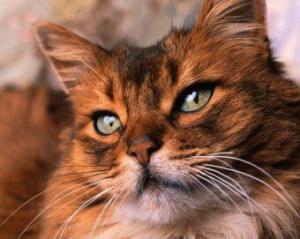 Türkiye'deki En Yaygın 10 Kedi Türü