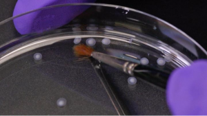 Organoid Teknolojisi Hakkında Önemli Bilgiler