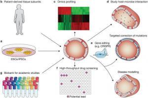 Organoid Teknolojisi Hakkında Önemli Bilgiler
