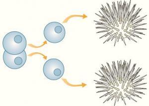 Klonlama Nedir?