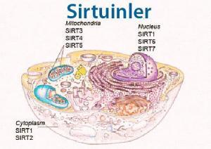 Sirt4 Geni Uzun Sağlıklı Yaşamı Nasıl Sağlıyor?
