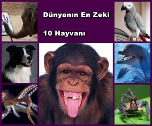Dünyanın En Zeki 10 Hayvanı