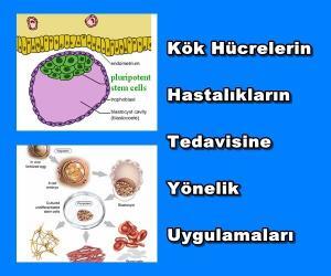 Kök Hücrelerin Hastalıkların Tedavisine Yönelik Uygulamaları