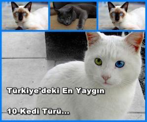 Türkiye'deki En Yaygın 10 Kedi Türü