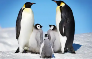 Kral Penguenlerin Özellikleri