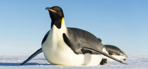 Kral Penguenlerin Özellikleri