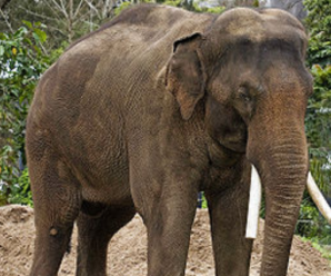 Asya ve Afrika Filleri Arasındaki Fark Nelerdir?