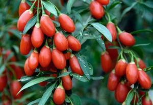 Goji Berry'nin Sağlığa Kattığı Değerler