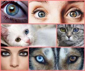 İki Gözün Ayrı Renklerde Olması: Heterokromi