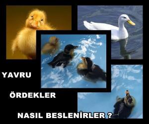 Yavru Ördekler Nasıl Beslenirler ?