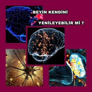 Beyin Kendini Yenileyebilir mi?