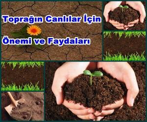 Toprağın Canlılar İçin Önemi ve Faydaları
