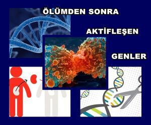 Ölümden Sonra Aktifleşen Genler