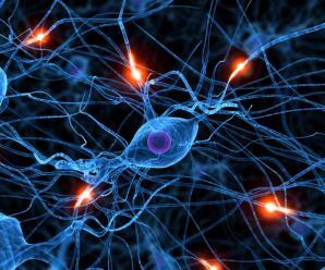 Sinir Sisteminde Bulunan Hücre Tipleri ve Özellikleri