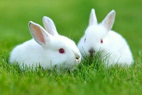 tavşanlar ve yüksek tansiyon)