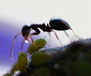 Karıncalar Hakkında Bilmediğimiz 10 Şaşırtıcı Gerçek