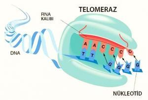 Telomeraz Enzimi Yaşlanmayı Durdurabilir mi?
