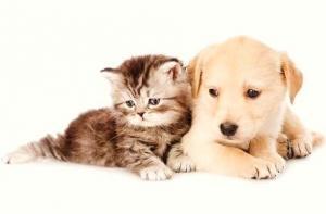 Kedi mi Yoksa Köpek mi Daha Zekidir?