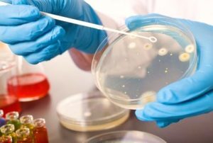 Bacillus Cereus Zehirlenmesi Nasıl Oluşur?