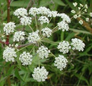 Tehlike Saçan Su Baldıranı Nedir? Ölümcül müdür?
