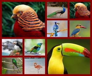 Dünyanın En Güzel 10 Kuşu