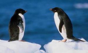 Penguenler Neden Uçamaz ?