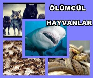 İnsanoğlunun Bildiği En Ölümcül Hayvanlar