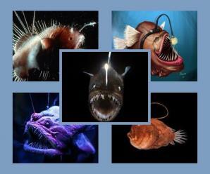 Fener Balıklarının  Yaşam Biçimi ve 5 Değişik Özelliği