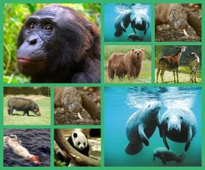 Çok Geç Keşfedilen 10 Farklı Hayvan
