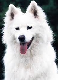 Köpeklerin Dişleri Neden Sivridir ?