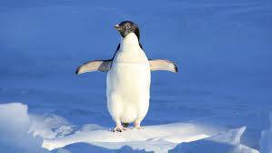 Penguenler Neden Uçamaz ?