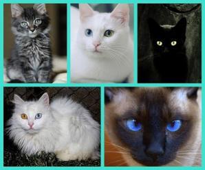 Kedilerin Gözleri Geceleri Neden Kırmızı Gözükür?