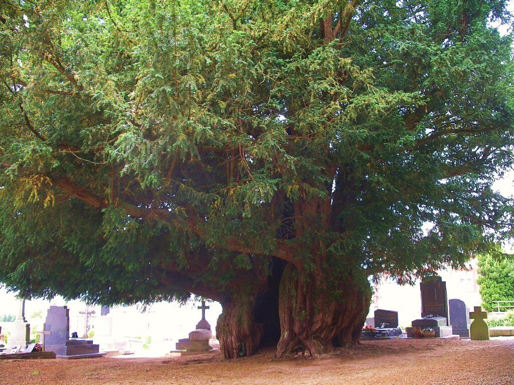 Dünyadaki En Ölümcül Ağaçlar