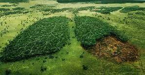 Ormansızlaşma: Gerçekler, Sebepler ve Etkiler