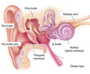 Kulak İltihabı (Otit) Nedir, Belirtileri ve Tedavisi Nasıldır ?