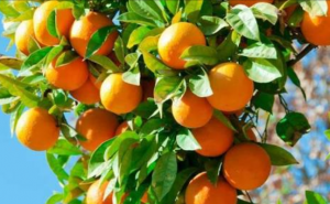 Narenciye Meyvelerinin Faydaları Nelerdir? Niçin Tüketilmelidir?