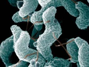 Enterik Campylobacteriosis Nedir?